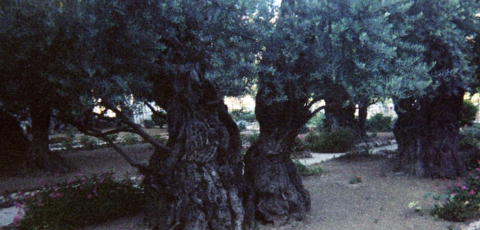 Image result for the garden of gethsemane