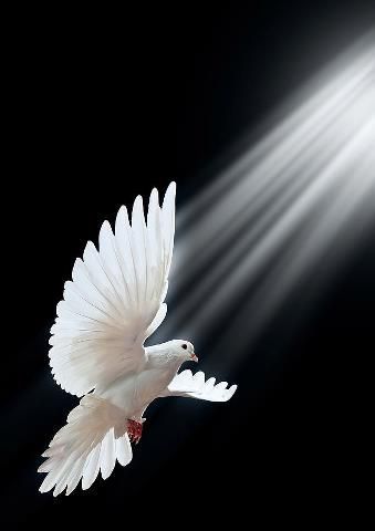 Guidance By The Spirit. | Holy spirit, White doves, Prophetic art