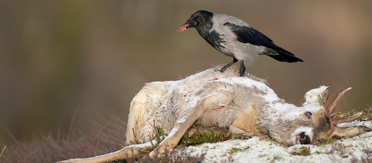 Carrion in the forest | Trees for Life