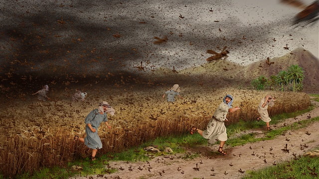 Exodus 10 – The Eighth Plague: Locusts