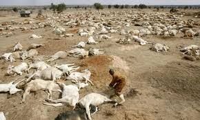 Exodus 9 - The Plague on Livestock | Climate change effects ...